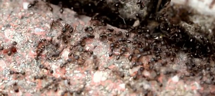 Neu im Catch-up Service: Ameisen – Das "politische" Tier