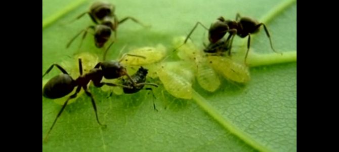 Aus dem Archiv: „Der Masterplan sozialer Insekten“